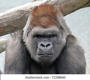 A Grumpy Gorilla