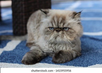 Smushed Face Cat Hd Stock Images Shutterstock