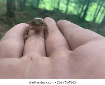 Grumpy Little Toad in Hand 