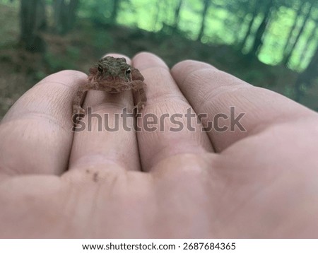Grumpy Little Toad in Hand 