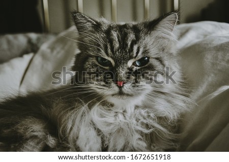 Grumpy Long Hair Cat On Bed