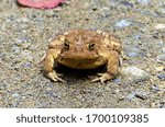 A grumpy looking American toad on a hiking trail at Ramapo Valley County Reservation in Mahwah, New Jersey. 
