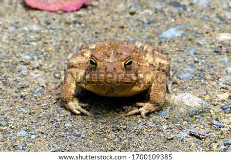 A grumpy looking American toad on a hiking trail at Ramapo Valley County Reservation in Mahwah, New Jersey. 