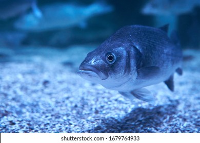 Grumpy Looking Sea Bass Swimming In His Aquarium                               