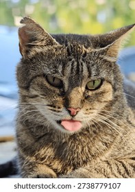 Grumpy looking tabby cat displays a comical facial expression by sticking out its small pink tongue outdoors.