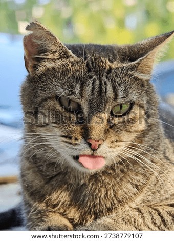Grumpy looking tabby cat displays a comical facial expression by sticking out its small pink tongue outdoors.