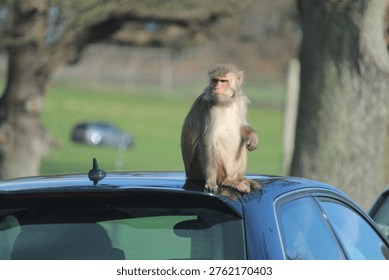 Grumpy monkey on a car