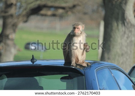 Grumpy monkey on a car