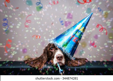 Grumpy New Year Dog Wearing A Party Hat And Blowing A Party Blower 