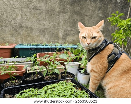A grumpy orange tabby cat wearing a harness looks directly at the camera, surrounded by potted plants. This funny portrait captures a moment of intense feline focus and personality.