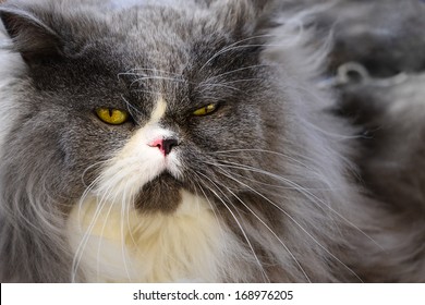 Grumpy Persian Cat 