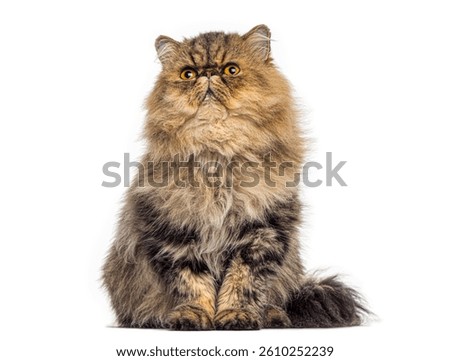 grumpy Persian cat sitting and looking up with a curious expression, isolated on a white background