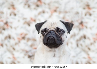 Grumpy Pug Dog