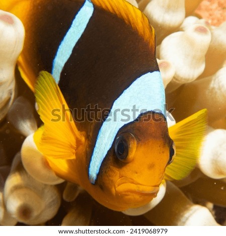 Grumpy Red Sea Anemone Fish (Nemo) in it's home