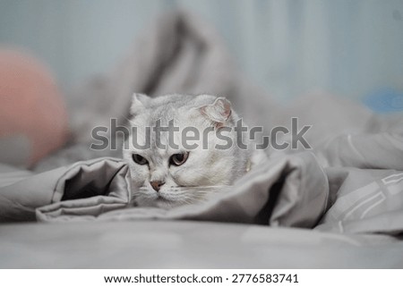 Grumpy Scottish Fold cat lying on soft gray blanket, looking relaxed and cozy in home environment, with short fur and folded ears, expressing calm and comfort