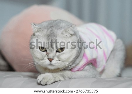 Grumpy Scottish Fold cat wearing pastel striped sweater, lying on bed with soft pillow in background, displaying moody and adorable expression indoors