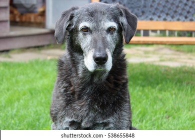 Grumpy Senior Dog In The Backyard