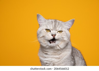 grumpy silver tabby british shorthair cat making funny face meowing mouth opened on yellow background