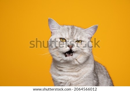 grumpy silver tabby british shorthair cat making funny face meowing mouth opened on yellow background