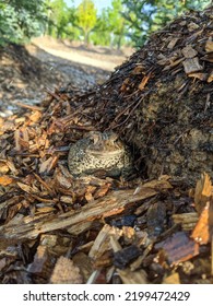 Grumpy Toad In Mulch Pile