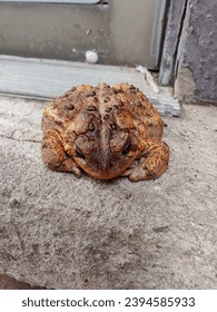 Grumpy toad sitting on rock ledge