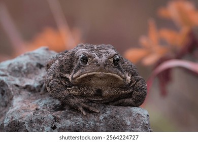 Grumpy toad sitting on a rock