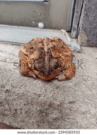 Grumpy toad sitting on rock ledge