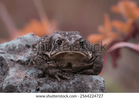 Grumpy toad sitting on a rock