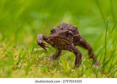 Grumpy toad walking in the grass