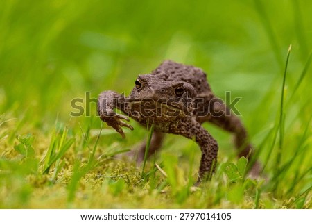 Grumpy toad walking in the grass