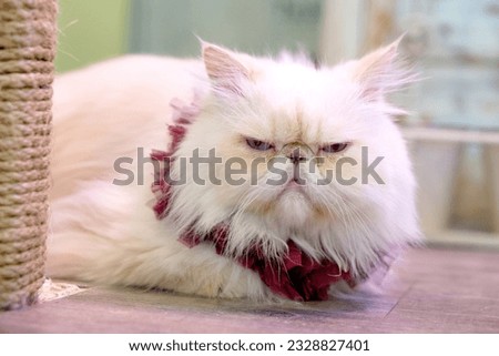 Grumpy white persian cat. Persian cat with a bad mood wearing a red collar.