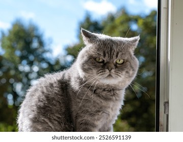 A grumpy-looking gray cat sits on a sunlit window sill, gazing intensely. The feline's expression adds personality and charm to this outdoor scene. - Powered by Shutterstock