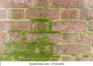 Grunge brick wall with moss, England - Powered by Shutterstock