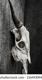 skull black and white stock photos images photography shutterstock https www shutterstock com image photo grunge bull skull 156493094