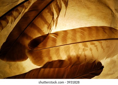 167 Tattered feather Images, Stock Photos & Vectors | Shutterstock