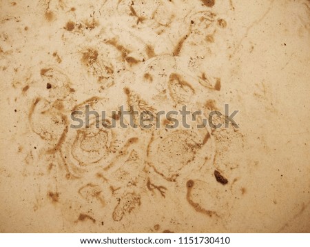The Grunge on the Tiles surface. The Dirt on the Vitrified tiles texture. Depiction of extraterrestrial Life on other Planet. 