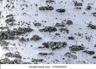 Grunge Wall Texture Birchwood Background