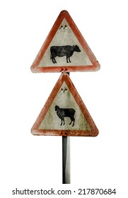 Grungy UK Warning Sign For Cattle And Sheep