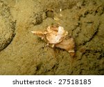 grunt sculpin Rhamphocottus richardsonii; macro