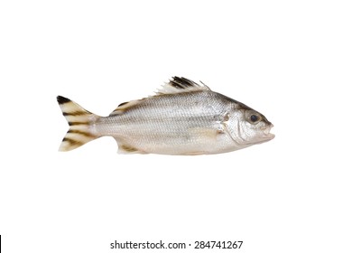 Grunter Fish Isolated On White Background Stock Photo 284741267 ...