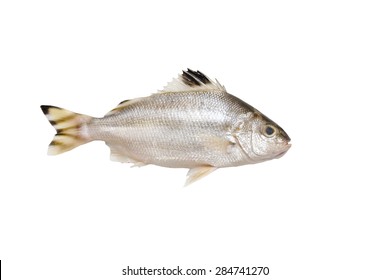 Grunt-fish Images, Stock Photos & Vectors | Shutterstock