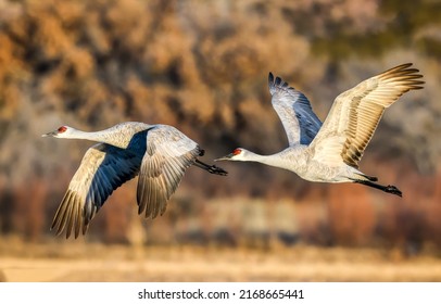 Grus americana. American cranes in flight. Two cranes. Flying american cranes