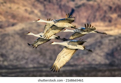 Grus americana. American cranes in flight. Flying american cranes. Cranes in sky