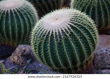 Gruson's Echinocactus (Echinocactus grusonii) is a succulent plant common in Mexico; species of the genus Echinocactus of the Cactaceae family; popular houseplant