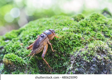 Gryllidae