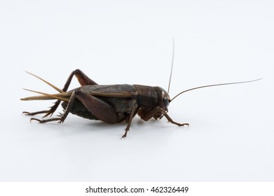 Gryllidae Crickets