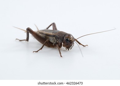 Gryllidae Crickets