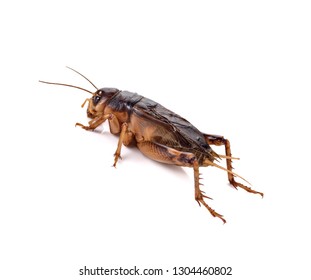 Gryllidae On A White Background .