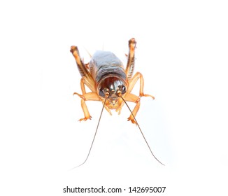 Gryllidae On A White Background.