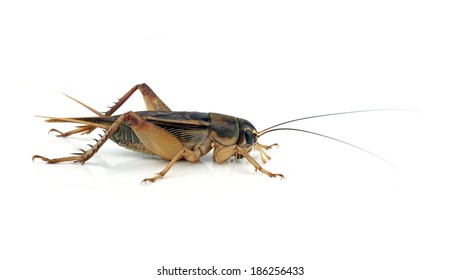 Gryllidae On A White Background.